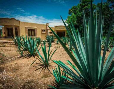 El tequila, un regalo de la diosa Mayahuel 5 Agave