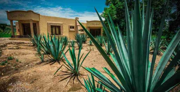 El tequila, un regalo de la diosa Mayahuel 18 Agave