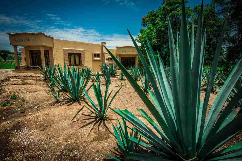 Agave
