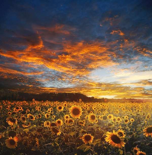 Girasol