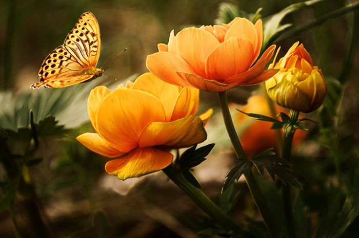 mariposas