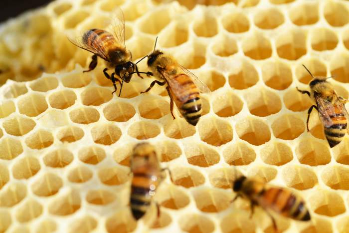 abeja como especie en peligro de extinción