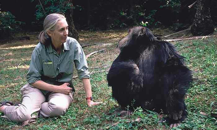 Jane Goodall científica