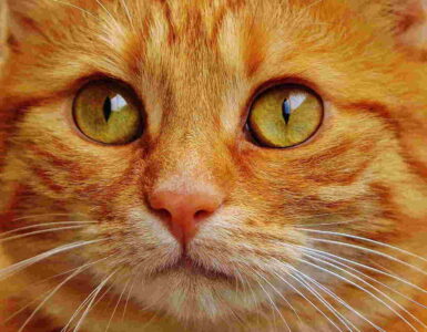 Rita Baldassarri: Ojos de gato 3 ojos de gato