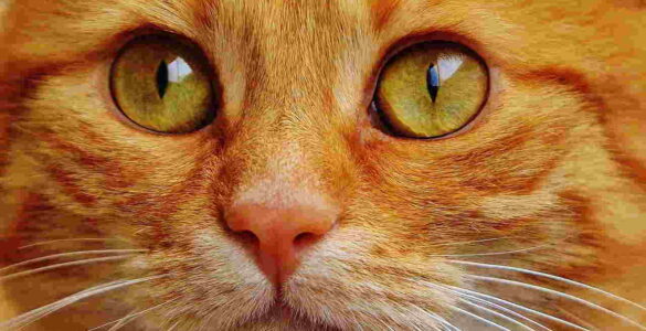 Rita Baldassarri: Ojos de gato 18 ojos de gato