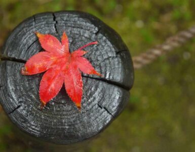 Momiji, el estallido del otoño 3 Momiji