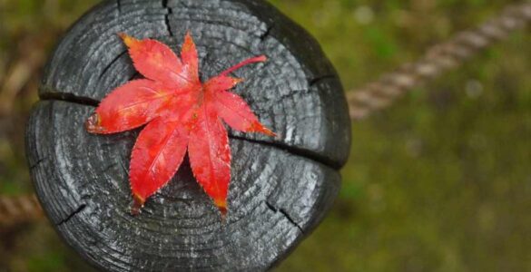 Momiji, el estallido del otoño 9 Momiji