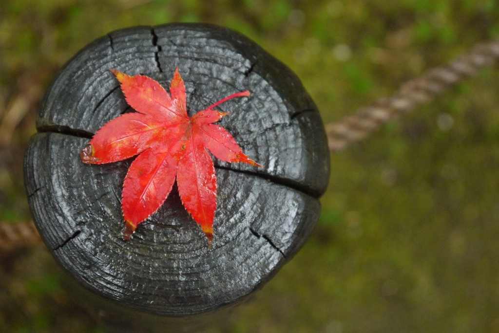 Momiji