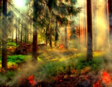 ¡Arde el bosque! 2 bosque