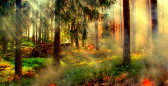 bosque