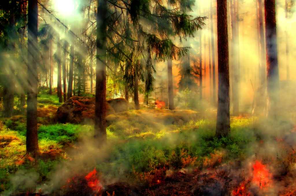 bosque