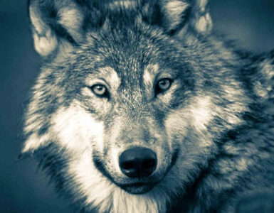 lobos esteparios