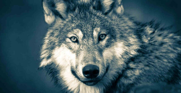 lobos esteparios