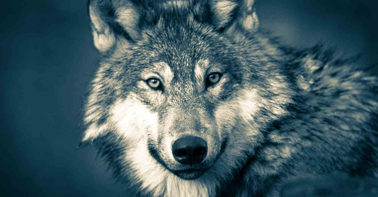 lobos esteparios