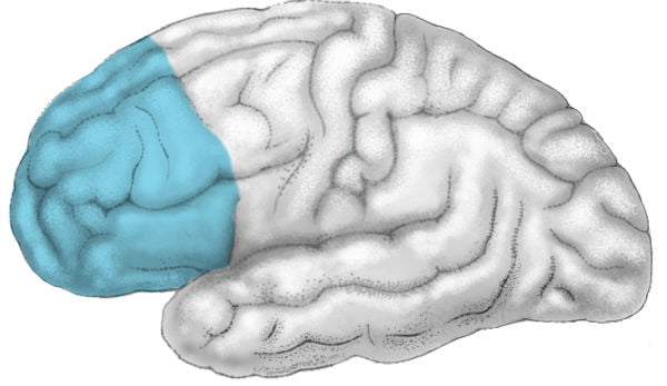 Cortex