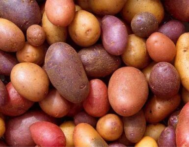 Historia de la patata