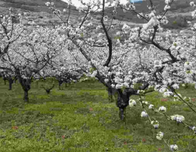 Cuando llega la primavera 3 Valle del Jerte