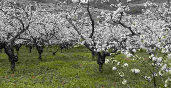 Cuando llega la primavera 16 Valle del Jerte