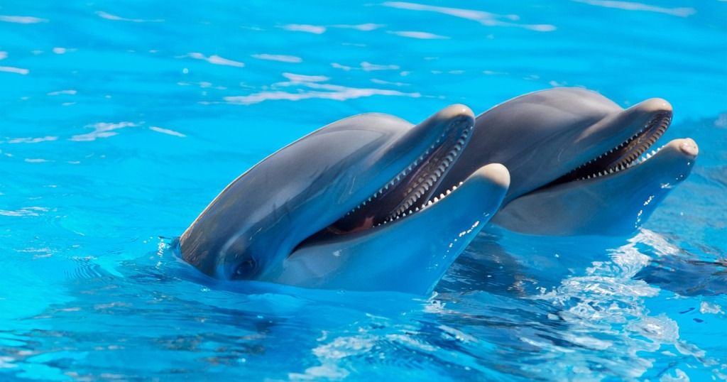 Delfines