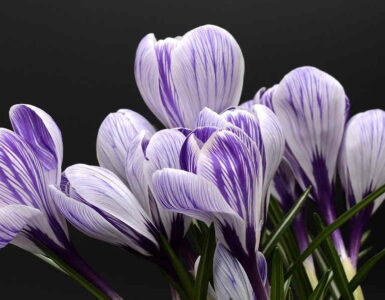 ¡Vuelve la primavera! 7 Primavera