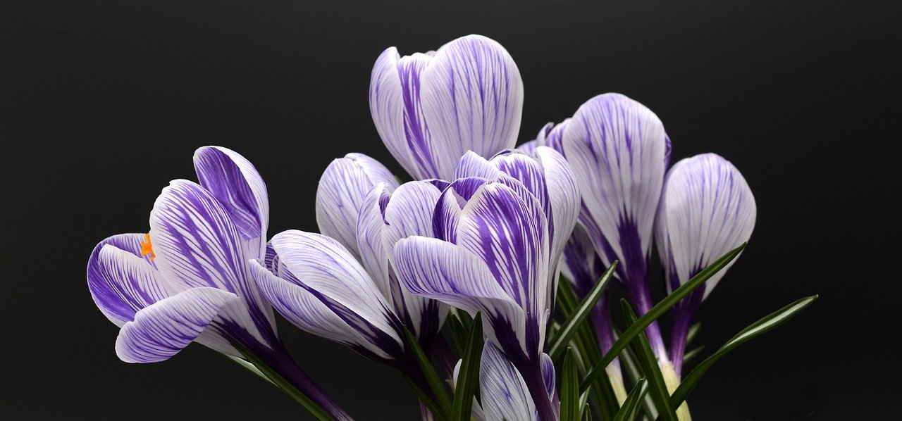 Primavera