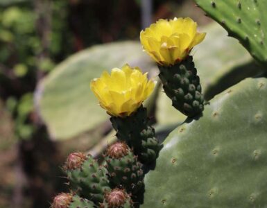 Beneficios del consumo de Nopal en personas con diabetes mellitus 4 Nopal