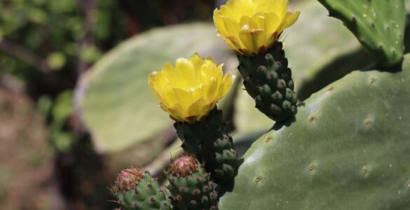 Nopal