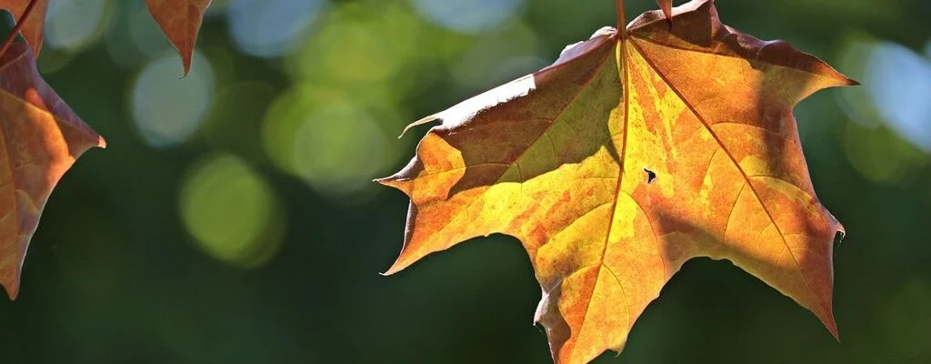 Identificar Los Arces Por Su Corteza Acer Platanoides L. Arce Real,