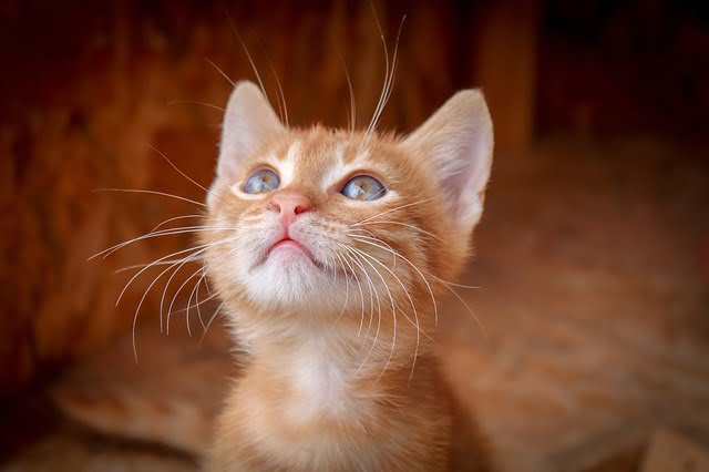 Biología de los gatos