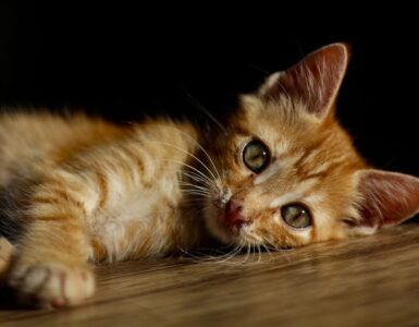 La biología de los gatos 12 Los gatos