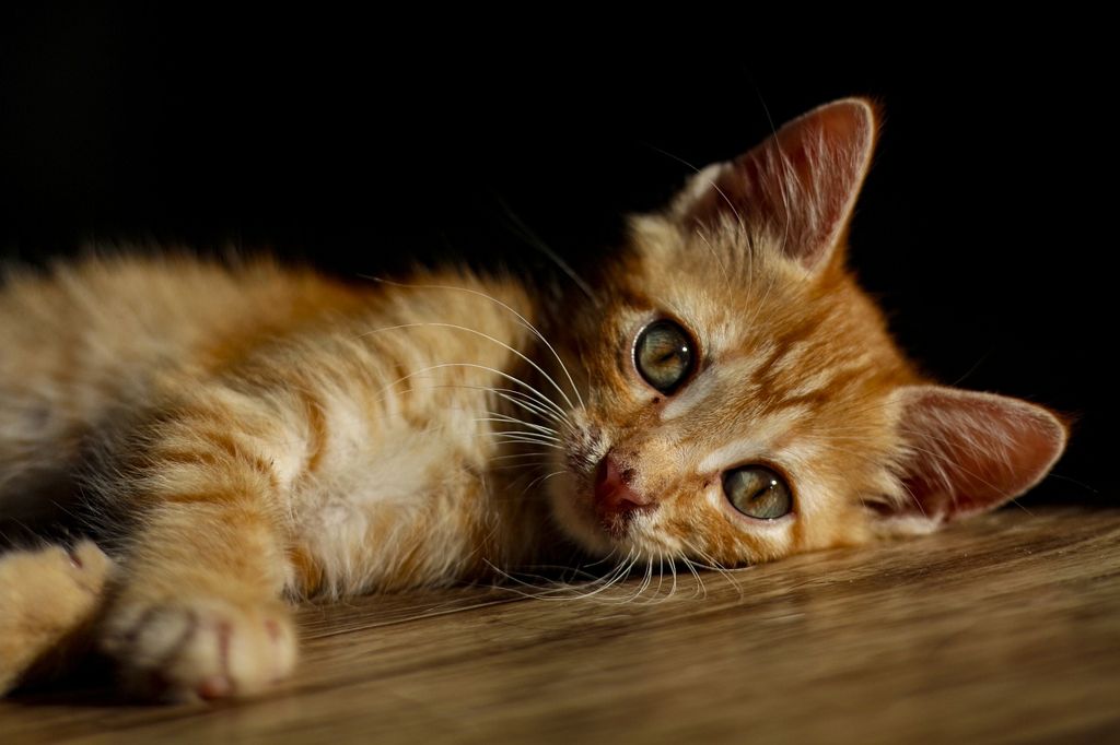 Los gatos