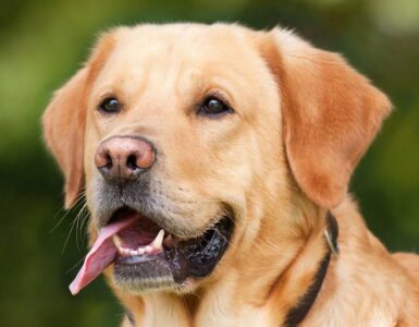 La química y los perros 3 perro