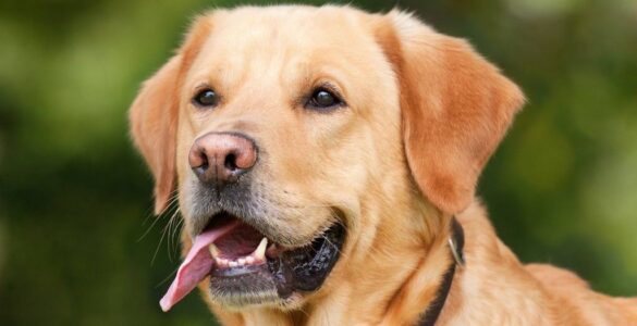 perro
