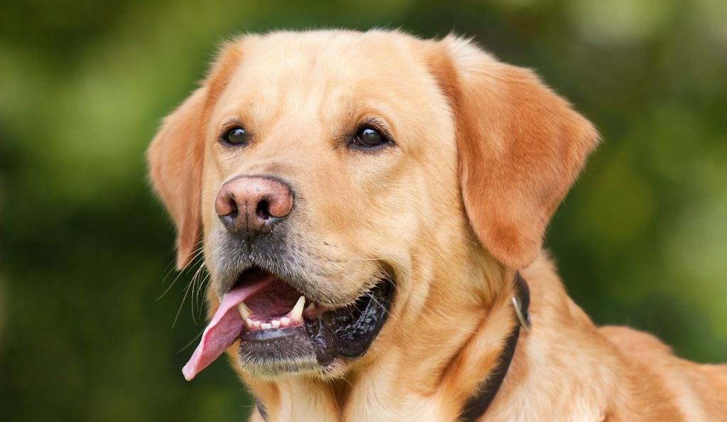 perro