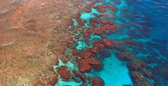 Gran Barrera de Coral