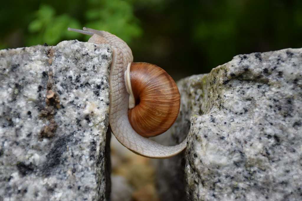 Voluntad