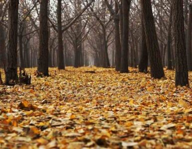 Los cambios del otoño 6 Otoño