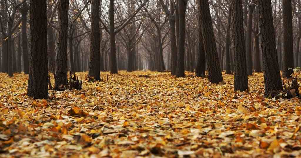 Otoño
