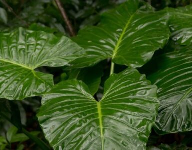 De plantas, premios y políticas culturales 3 Alocasia