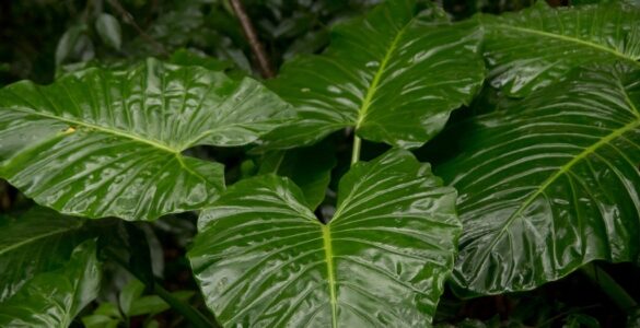 De plantas, premios y políticas culturales 1 Alocasia