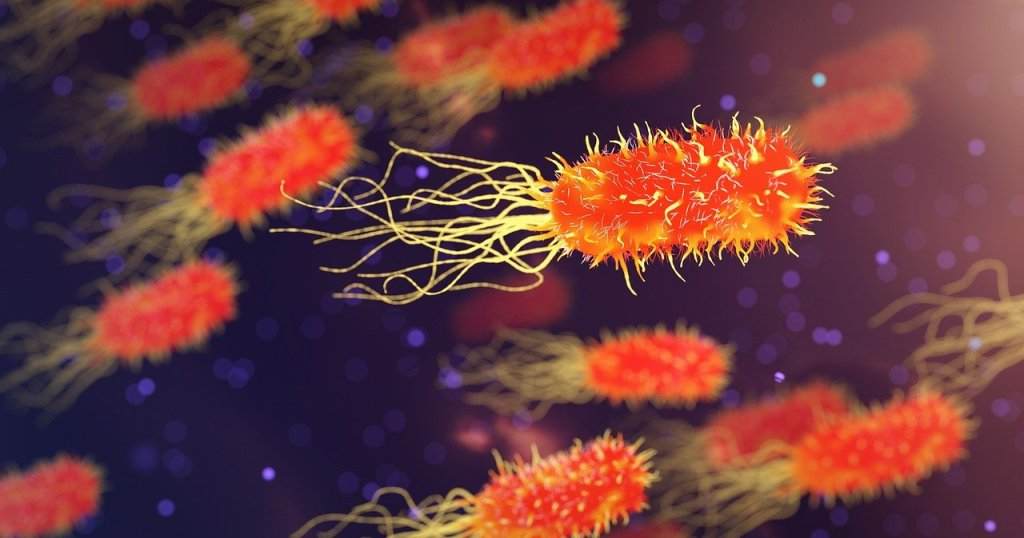 Bacterias
