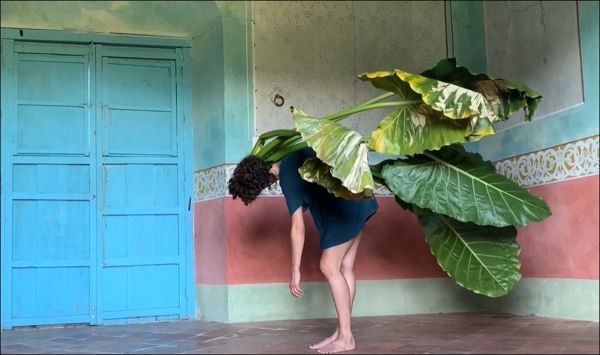 Planta