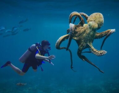 Los pulpos: los invertebrados más inteligentes del mundo 2 Los pulpos