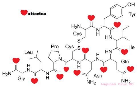 Oxitocina