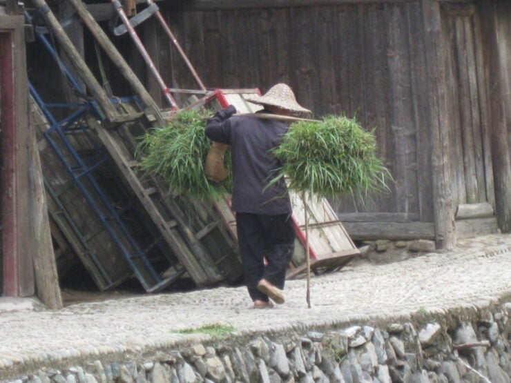 Zhaoxing y la minoría Dong 5 La mayoria de sus habitantes de dedican al cultivo de arroz