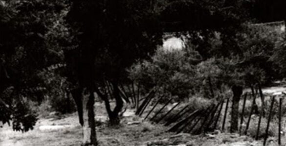 ¿Cuántas fotos sacaste? 5 Fotos 1