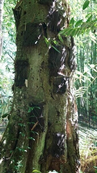 Árbol sagrado Árbol sagrado