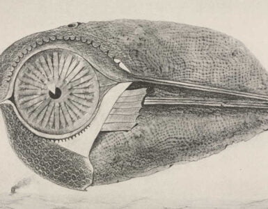 Obra Gráfica de Max Ernst 4 Max Ernst
