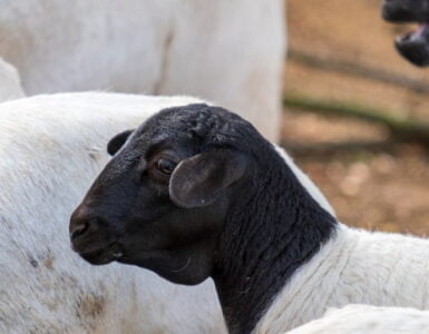 ¿Dónde quedó la oveja perdida? 2 Oveja negra