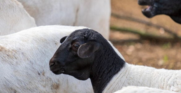 ¿Dónde quedó la oveja perdida? 1 Oveja negra